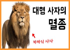 [교육/체험] 바바리 사자의 멸종 - 멸종을 막아야하는 이유
