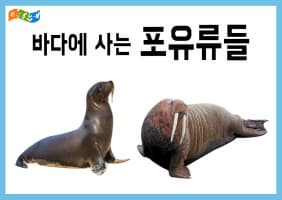 [교육/체험] 바다로 간 코끼리