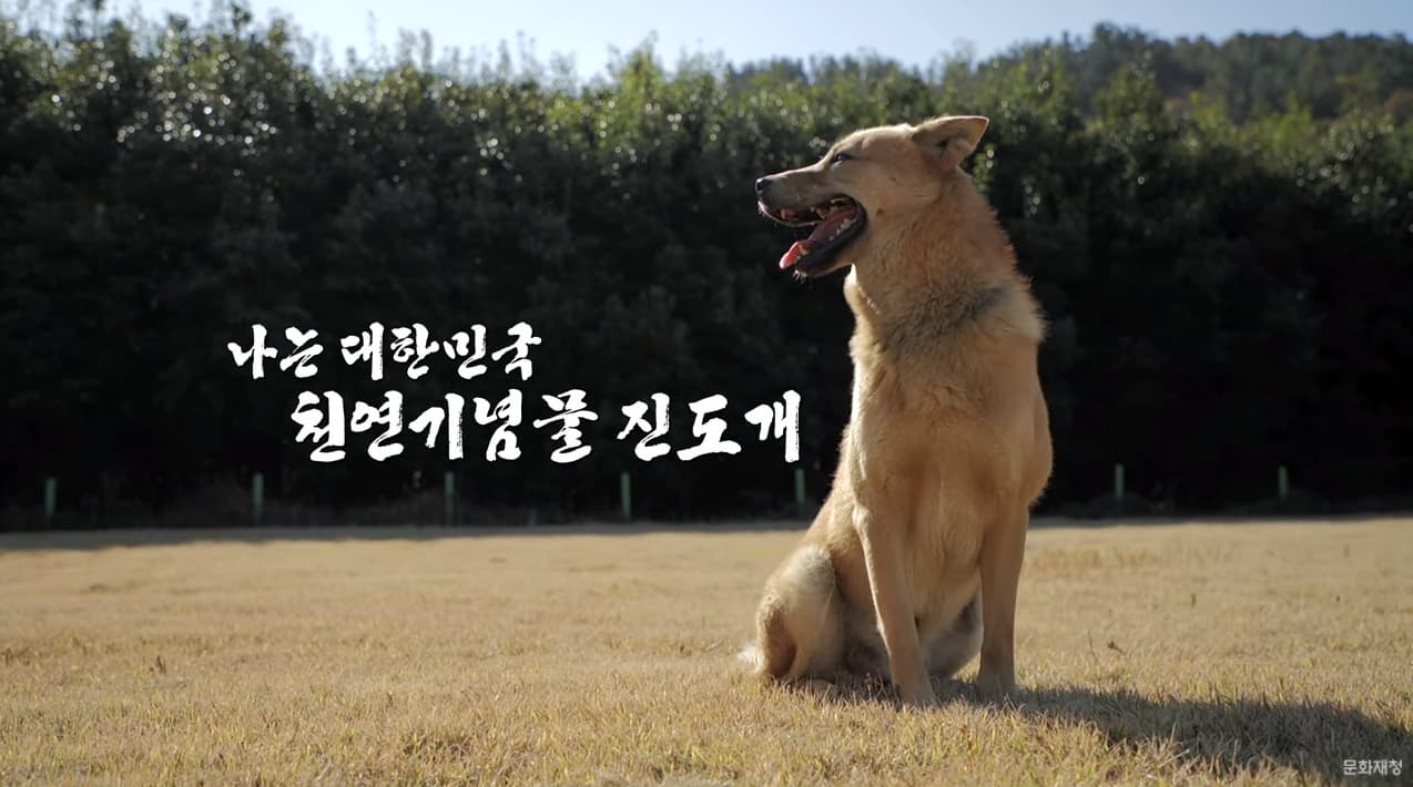 한국의 아름다운 자연유산 천연기념물 제53호 진도의 진도개
