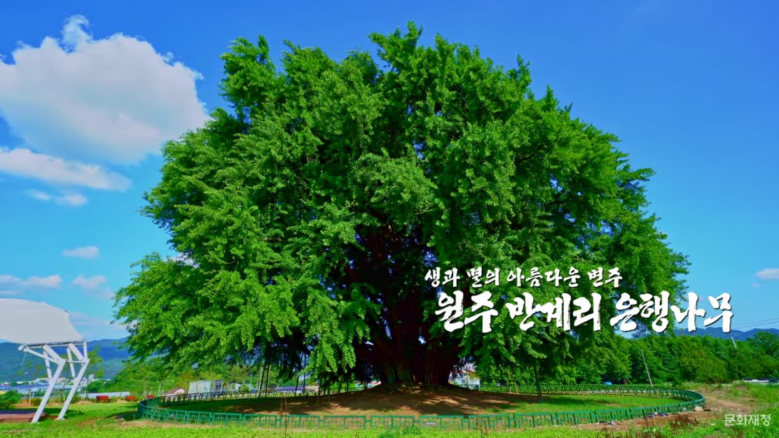 한국의 아름다운 자연유산 천연기념물 제167호 원주 반계리 은행나무 본문 내용 참조