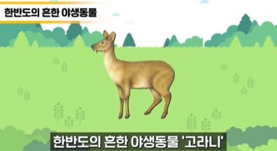 골칫덩어리 NO! 국제적 멸종위기종 고라니 본문 내용 참조