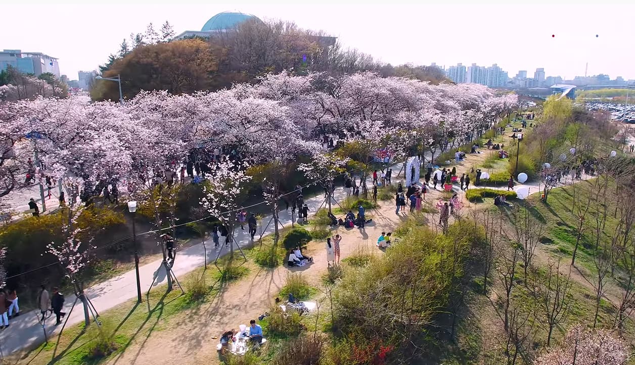 전지적 서울 시점_여의도 봄꽃축제 편