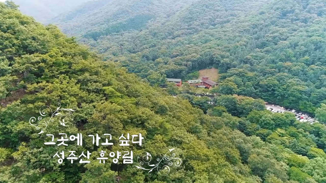 보령 성주산, 가을을 여는 ‘꽃무릇’ 만개! 본문 내용 참조