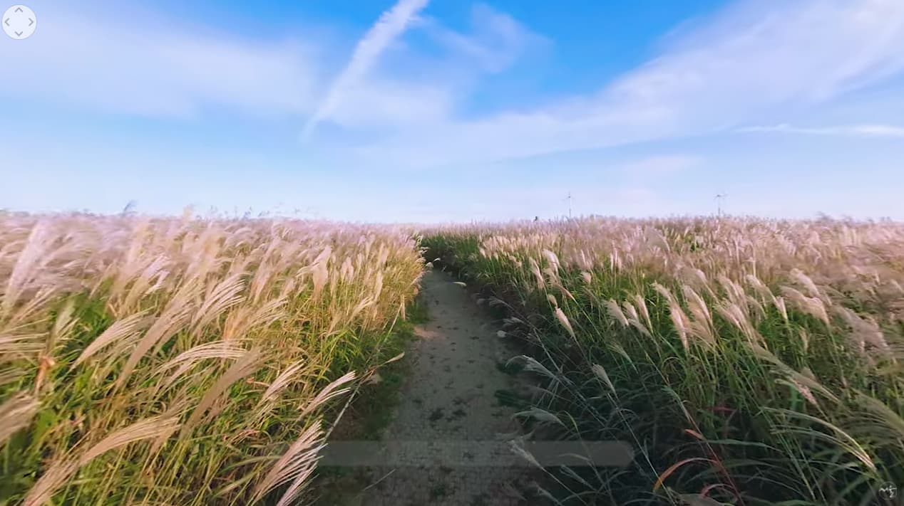 바람으로 노래하는 억새풀이 있는곳ㅣ하늘공원