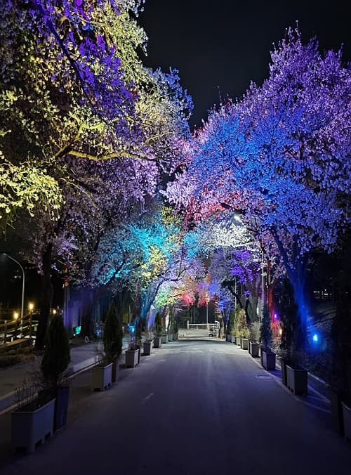 렛츠런파크 서울 벚꽃축제