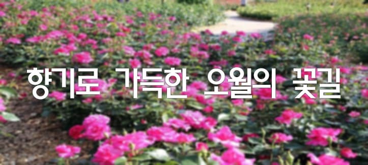 꽃길 이미지