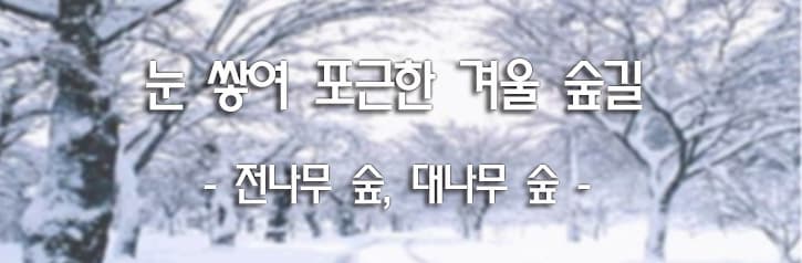 눈 쌓여 포근한 겨울 숲길 - 전나무 숲, 대나무 숲 -