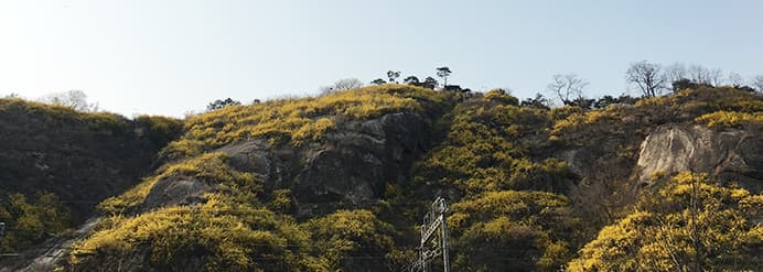 당신의 봄날의 낮과 밤을 가득 채워 줄 응봉산