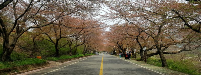 연분홍 벚꽃은 엔딩, 연초록 찻잎은 일렁, 하동 십리 벚꽃 길